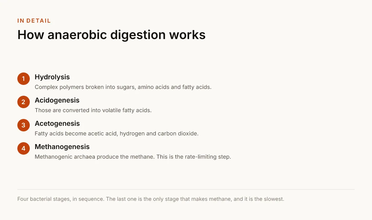 How anaerobic digestion works. Hydrolysis — Complex polymers broken into sugars, amino acids and fatty acids.; Acidogenesis — Those are converted into volatile fatty acids.; Acetogenesis — Fatty acids become acetic acid, hydrogen and carbon dioxide.; Methanogenesis — Methanogenic archaea produce the methane. This is the rate-limiting step..