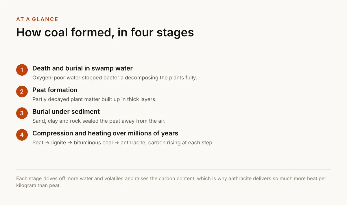 How coal formed, in four stages. Death and burial in swamp water — Oxygen-poor water stopped bacteria decomposing the plants fully.; Peat formation — Partly decayed plant matter built up in thick layers.; Burial under sediment — Sand, clay and rock sealed the peat away from the air.; Compression and heating over millions of years — Peat → lignite → bituminous coal → anthracite, carbon rising at each step..